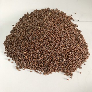 Hạt giống rau mầm Củ Cải Trắng Gói 1 kg