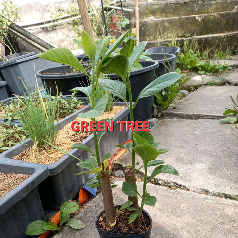 Cây giống mật gấu  chậu 2 cây