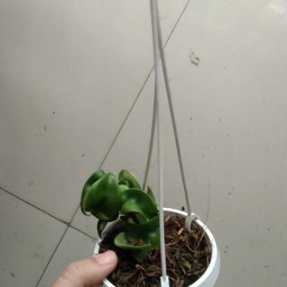 Cẩm cù lá xoắn