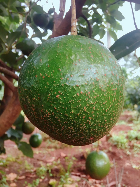 1 kg Bơ Booth tại vườn không qua trung gian quả to đều