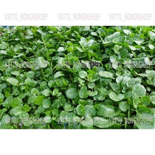 Bộ 2 Gói Hạt Giống Xà Lách Xoong Mỹ - Hạt Giống Sạch- An Toàn( 1g/gói)