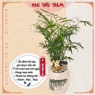 Cây cau tiểu trâm mix cỏ may mắn ảnh thật