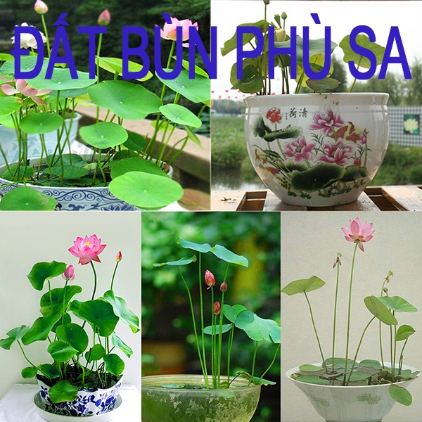 5kg Bùn Đất dùng để trồng Sen, Ấu Thái, các loại cây Thủy Sinh