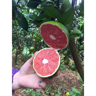 Cây giống cam cara ruột đỏ lục ngạn