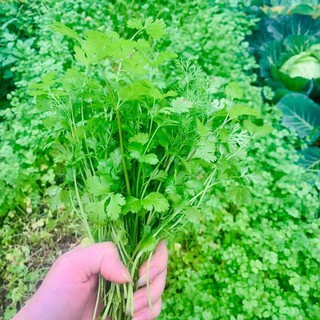 20gram hạt giống ngò rí bạc liêu