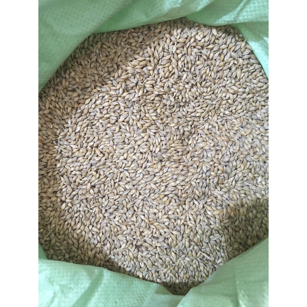 HẠT LÚA MẠCH  THỨC ĂN DINH DƯƠNG CHO THÚ CƯNG