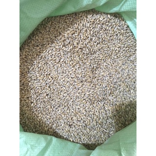HẠT LÚA MẠCH (ĐẠI MẠCH) THỨC ĂN DINH DƯƠNG CHO THÚ CƯNG