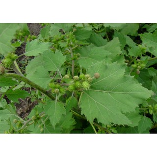 500 gam cây ké đầu ngưa phơi khô ( bán cây không kèm quả)