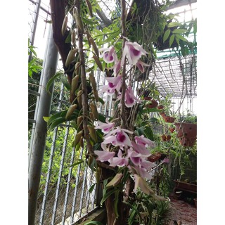 1 kie lan phi điệp