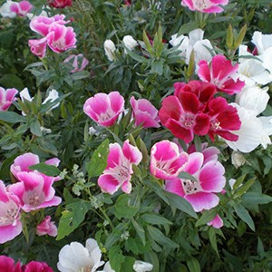 10 Hạt Giống Hoa Hồng Xuân