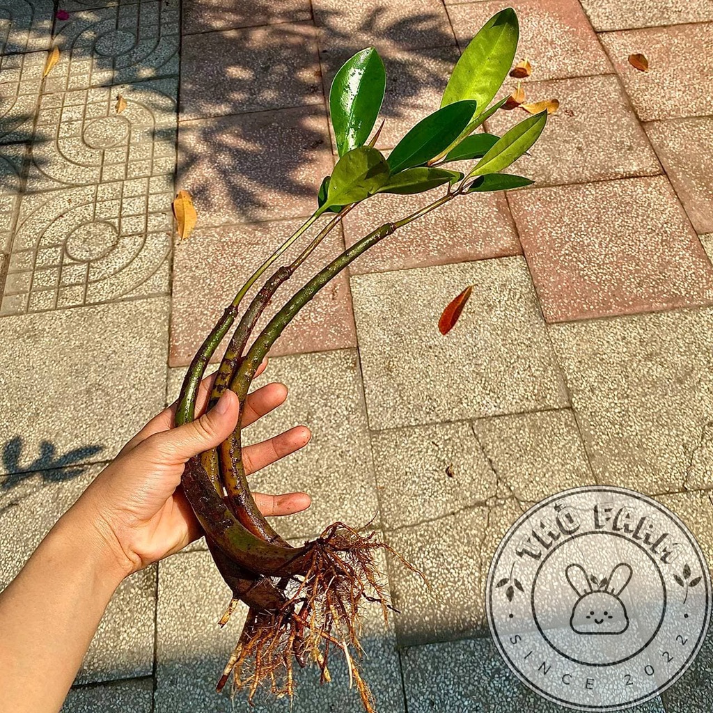 Cây Đước Con - trang trí thủy sinh, hòn non bộ, tiểu cảnh - biotope - bán cạn