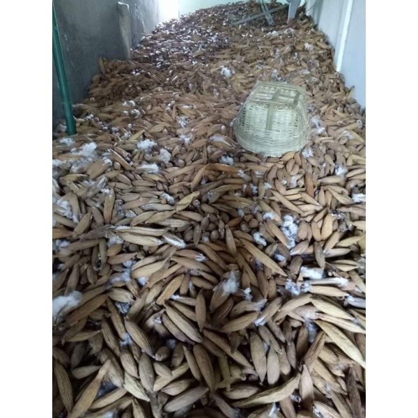 COMBO 2 KG BÔNG GÒN TỰ NHIÊN 100%