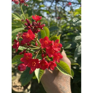 Hồng Ngọc  Mai