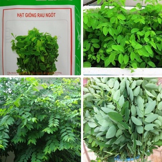 Hạt giống cây rau bồ ngót - gói 1gram