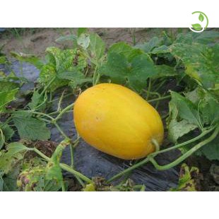 Hạt Giống Dưa Lê F1 Hồng Kim Long 383 Phú Nông- Gói 10 hạt 0.3g