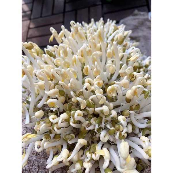 Đỗ xanh đậu xanh làm giá, làm bánh, nấu chè các loại (hút chân không) 500g