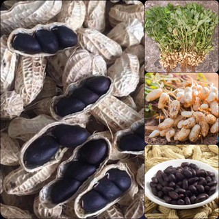 hạt giống lạc đen dễ trồng nảy mầm 99% gói 10 hạt