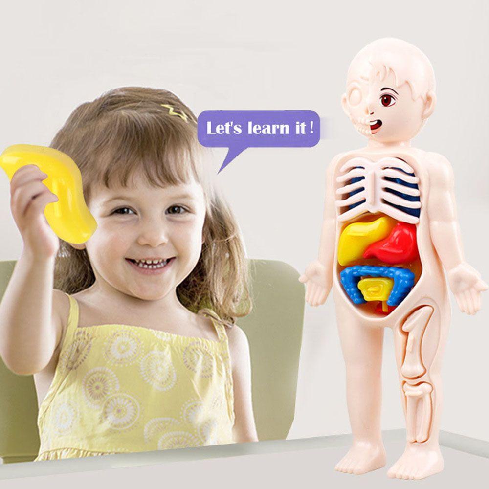 RAINBOW Mô Hình Cơ Thể Người Bằng Nhựa Theo Phương Pháp Montessori
