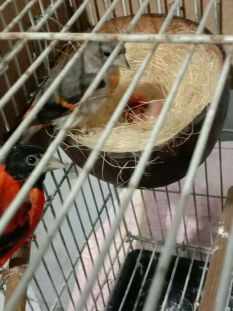 Tre bào, sơ dừa cho chim làm tổ