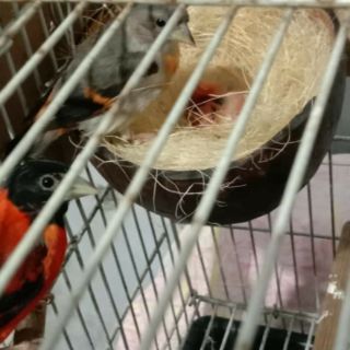 Tre bào, sơ dừa cho chim làm tổ