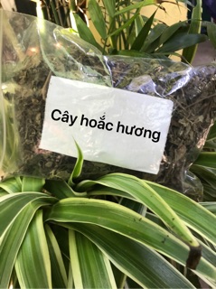 Cây hoắc hương 500gram