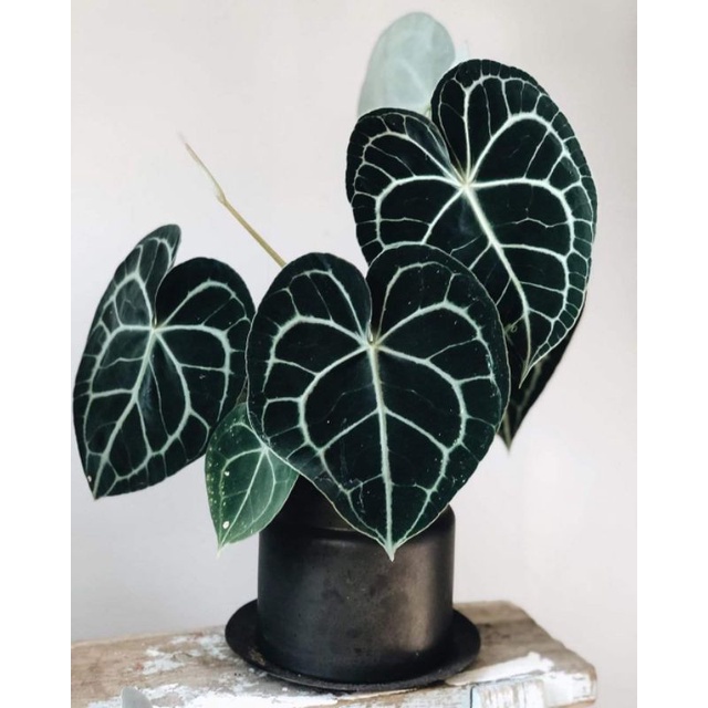cây Anthurium calarinervium