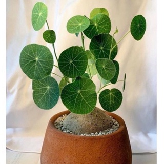 Củ Bình Vôi thái có lá 1kg sp8