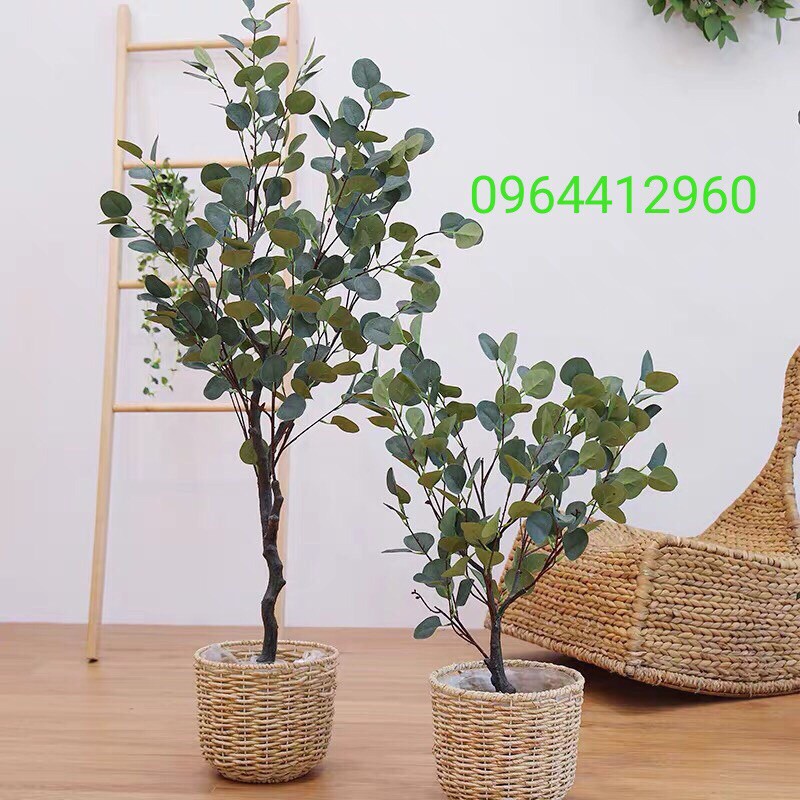 Cây bạch đàn giả kèm giỏ cói - cây lá táo trang trí nhà cửa 130cm - Hằng decor