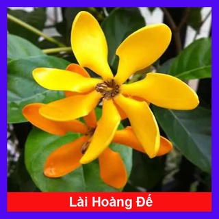 Cây Lài Hoàng Đế (Lài Hawai cho hoa lâu tàn, hương rất thơm)