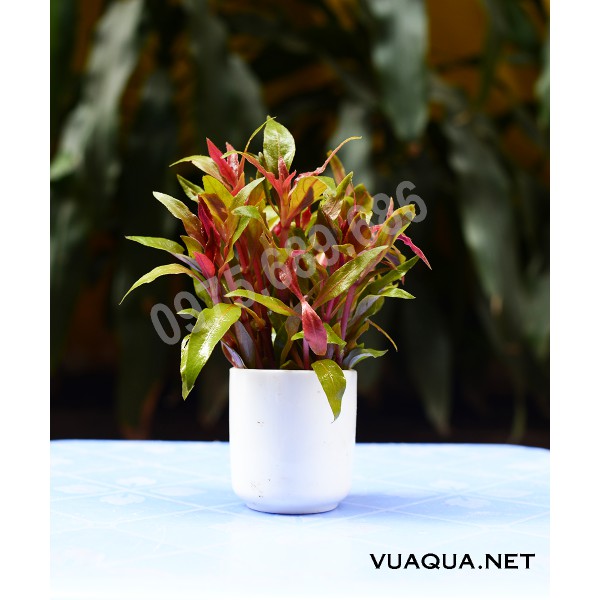 Cây thủy sinh, cắt cắm, lá cạn thu hoạch trực tiếp tại trại cây Vũ Aqua