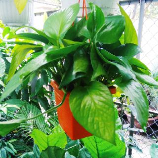 Trầu bà chậu treo mini