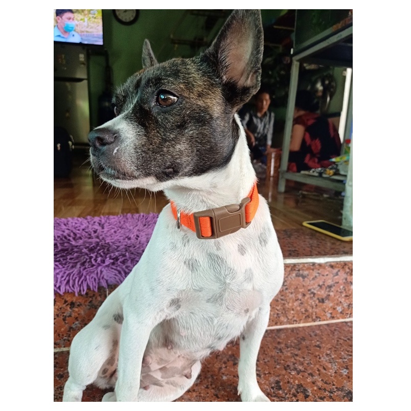 VÒNG CỔ CHO CHÓ MÈO CÓ KHÓA NHỰA, VÒNG CỔ CHÓ -  LOVE PETS SHOP