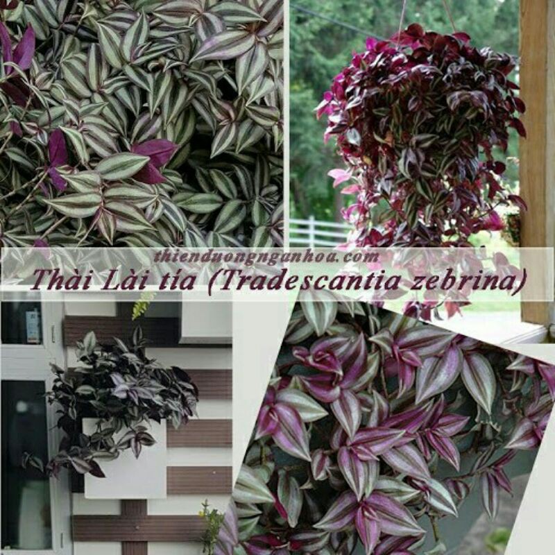 Thài lài tía