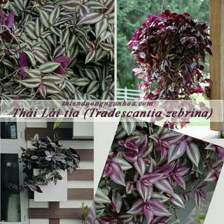 Thài lài tía
