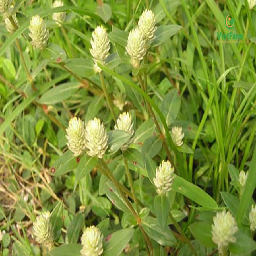 Nở Ngày Đất Phơi Khô Loại Một 01KG