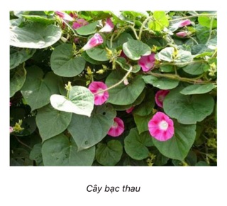 Cây bạc thau
