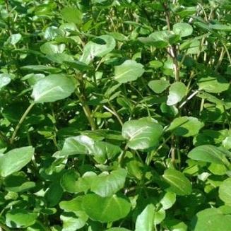 Hạt Giống Xà Lách Xoong Mỹ (1g)