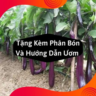 Combo 2 Gói Hạt Giống Cà Tím Dài
