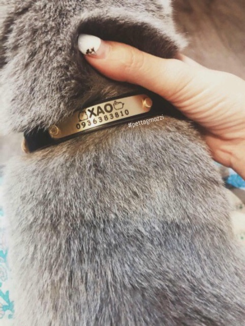 Pettag Mozzi - Dây da gắn tag khắc tên chó và mèo theo yêu cầu