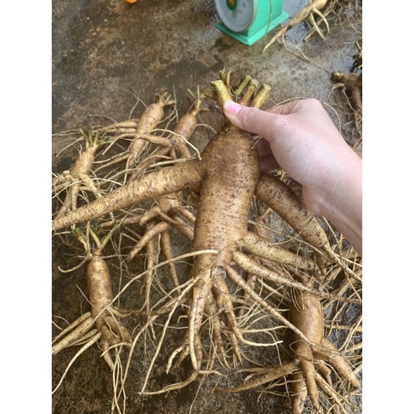 Sâm Bố chính 3-6 củ /kg