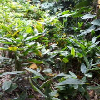 Bột bình tinh nguyên chất 100%