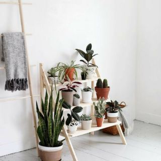Kệ bậc thang để cây trang trí
