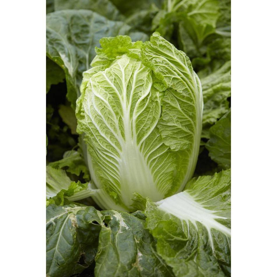 HẠT GIỐNG CẢI THẢO (NN304) - 1G