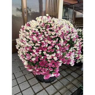 Cúc mâm xôi đổi màu Nhật