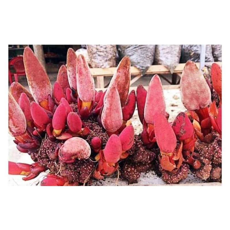 Nấm Ngọc cẩu tươi và khô 1kg