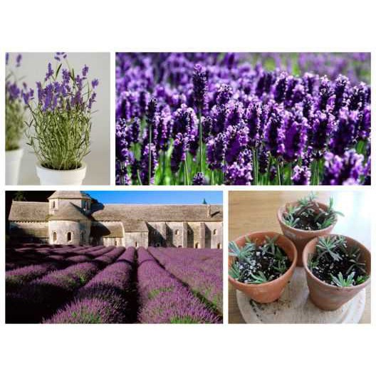 Bột hoa oải hương nguyên chất - True Lavender