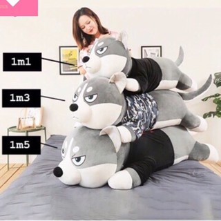 Gấu bông Chó husky, chó ngáo size 1M5 Gấu bông Chó mặc áo Siêu To Khổng Lồ - gối ôm chó Alaska vải nhung Hàn Quốc