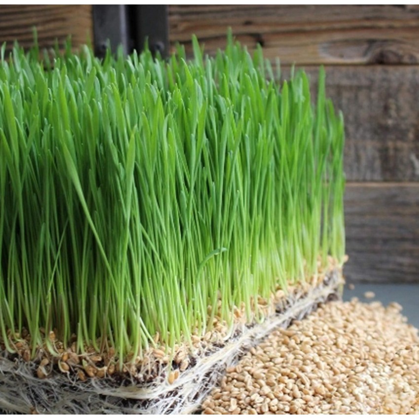 Hạt Giống Cỏ Lúa Mì Đỏ Wheatgrass Cỏ Mèo