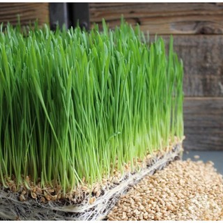 Hạt giống cỏ lúa mì đỏ wheatgrass cỏ mèo