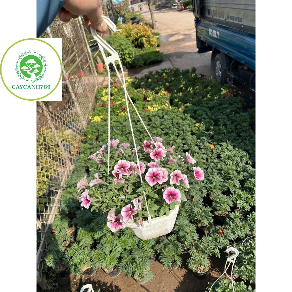 Chậu hoa dạ yến đang hoa chậu treo